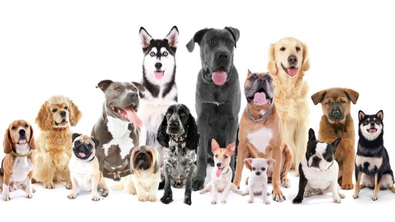 Nombres Originales y Épicos para Perros: Ideas Únicas para tu Nuevo Cachorro